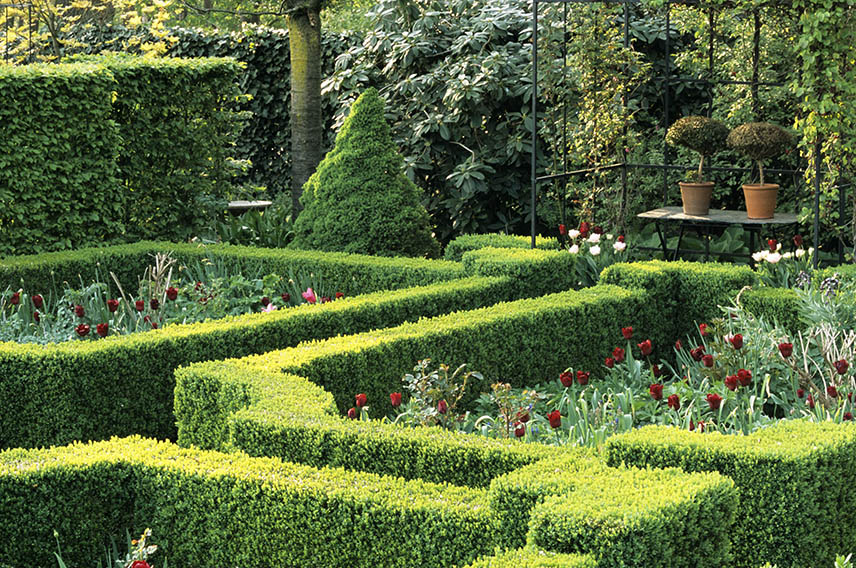 Fagus beech Buxus boxwood hedge formal country garden