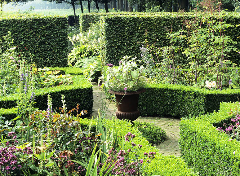 Buxus boxwood Fagus beech country garden hedge