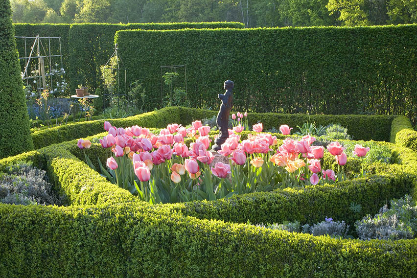 Buxus boxwood hedge formal garden