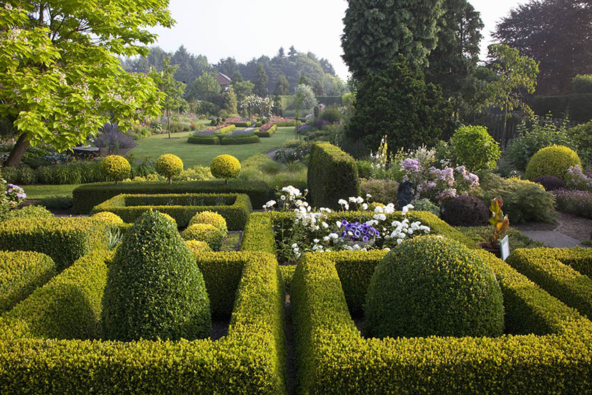 Buxus Sempervirens Common Boxwood Hedge