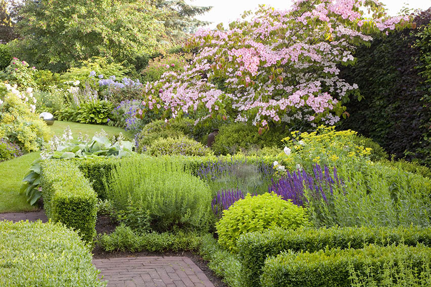 boxwood buxus sempervirens hedge