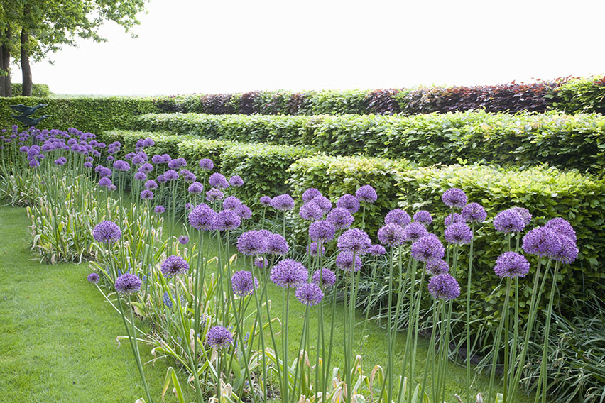 55825-fagus-beech-hedge-privacy-layers-green-purple-copper-mixed-allium-flower-simple-modern-contemporary garden-landscape