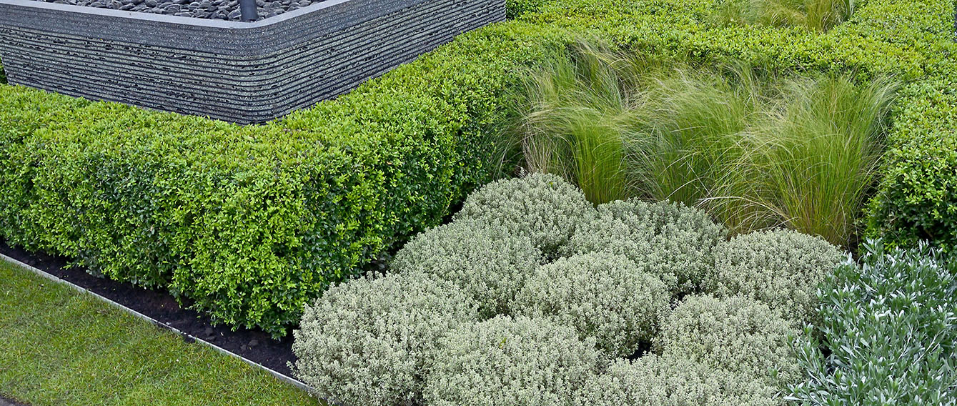 buxus modern suburban urban courtyard commercial