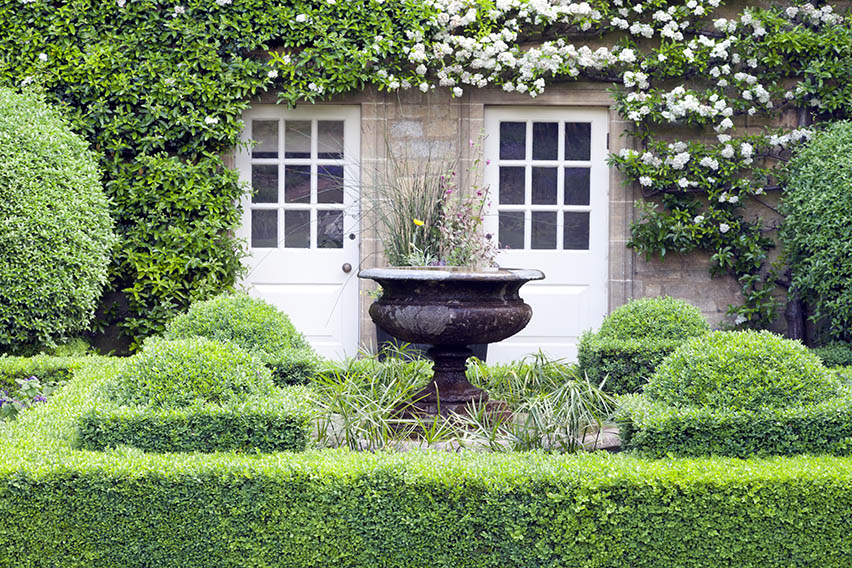 buxus sempervirens hedge with low borders planted at with the entrance planter climbing vines flowers 