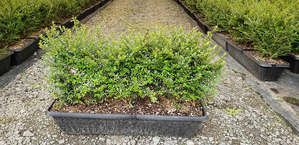 Lonicera Nitida Box Honeysuckle InstantHedge