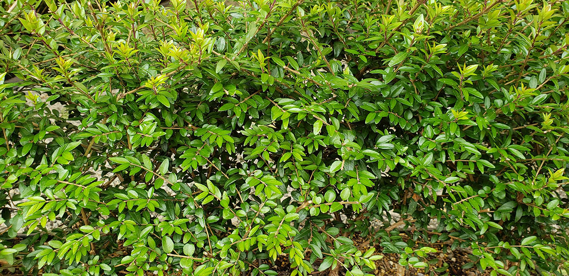 Lonicera nitida box honeysuckle MiniHedge (3)