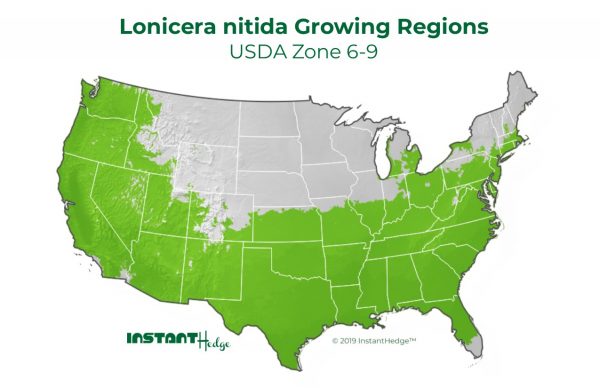 Lonicera Nitida Growing Regions