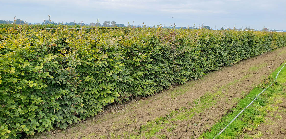 Mixed beech hedge (1)