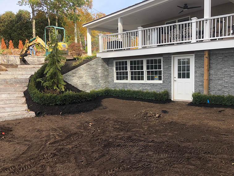 InstantHedge boxwood box hedge low border planting