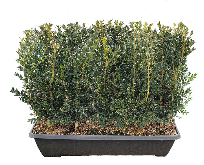 Schmidt Boxwood MiniHedge