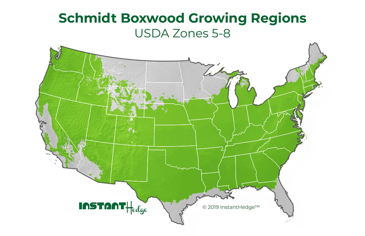 boxwood sempervirens growing regions