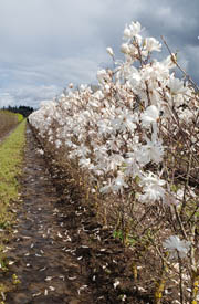 Magnolia Stellata Royal Star