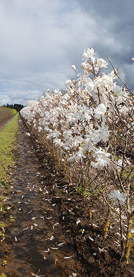 Royal Star Magnolia Hedge