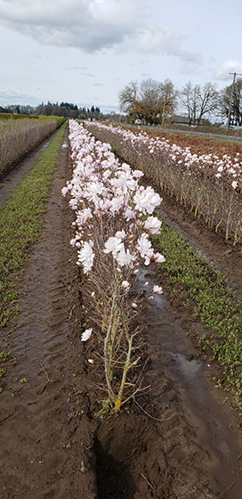 Magnolia Hedge having flowers in clustres of 3-5