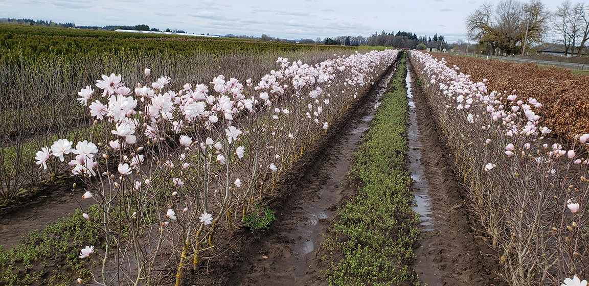 flowering hedge blooms from late winters to early spring