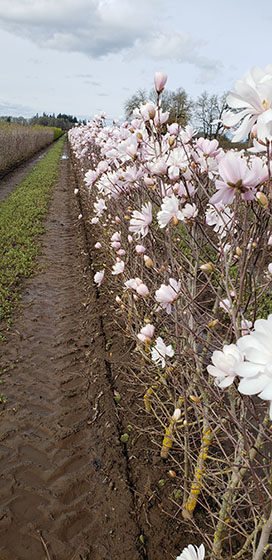 Gardeners prepare yards for planting seasons