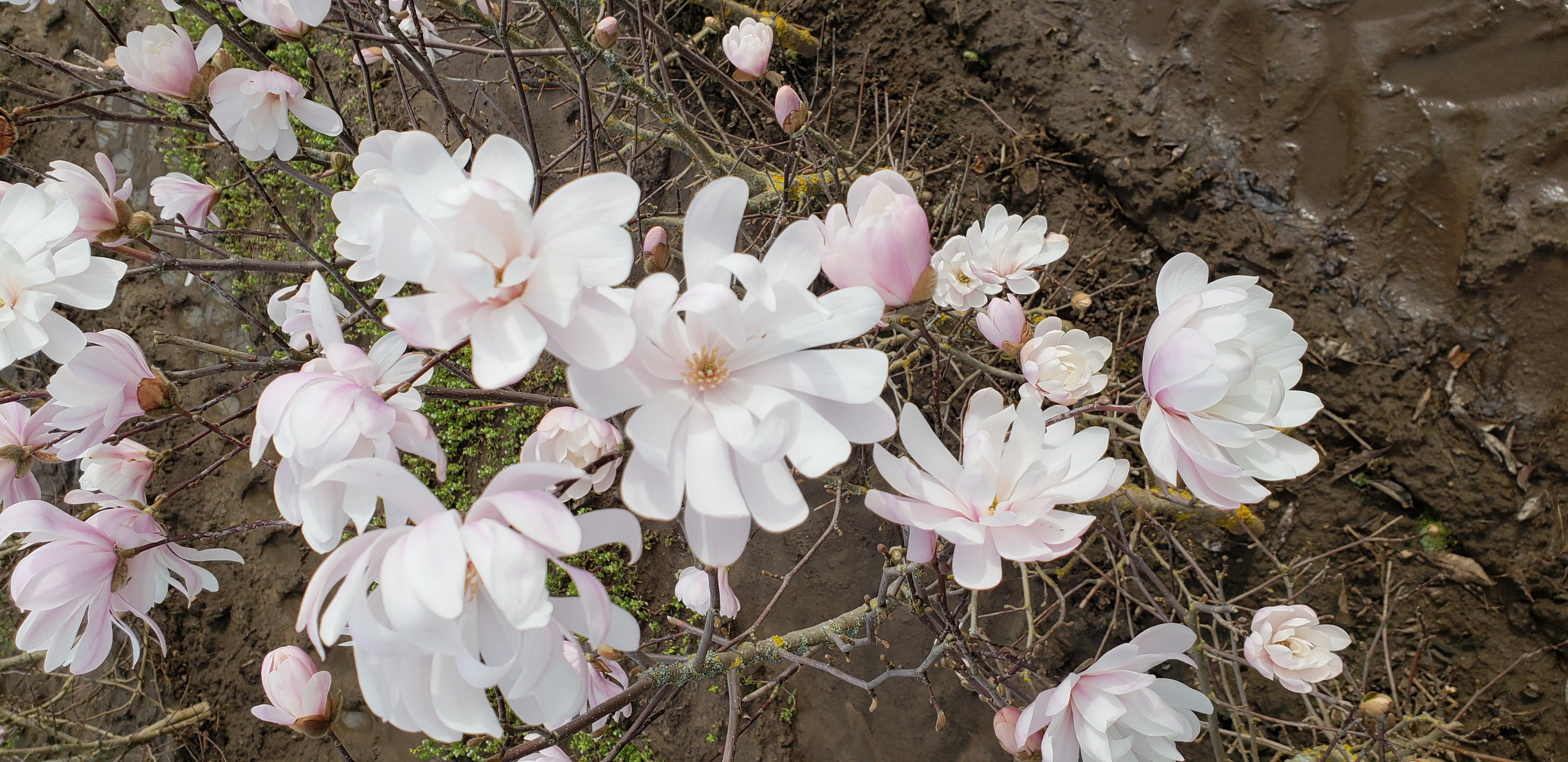 star magnolia growth rate