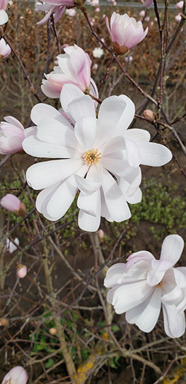 Pale Pink Flowers of Royal Star Magnolia adding beauty to urban gardens