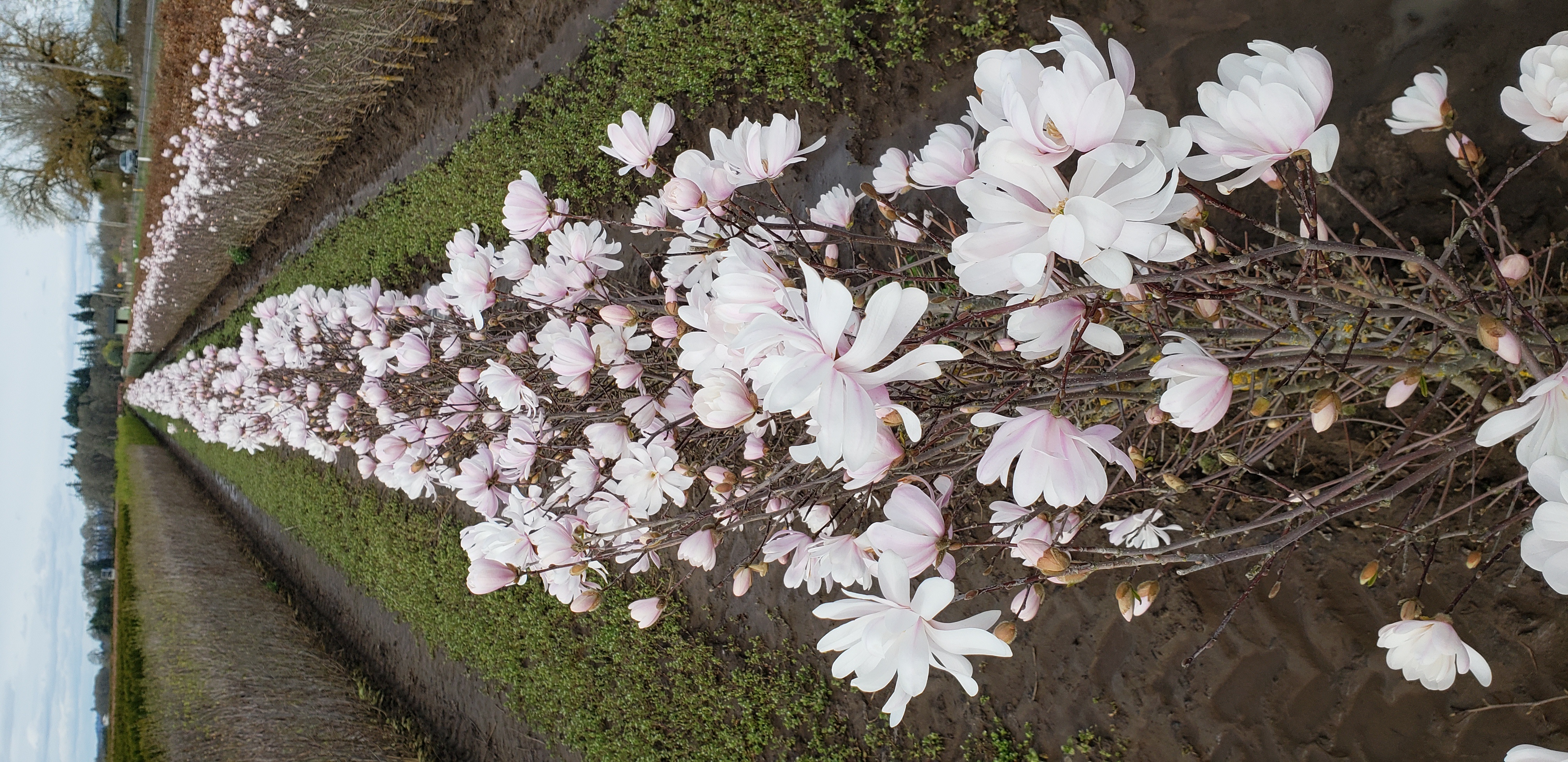 Beautiful flowers lasting till summers