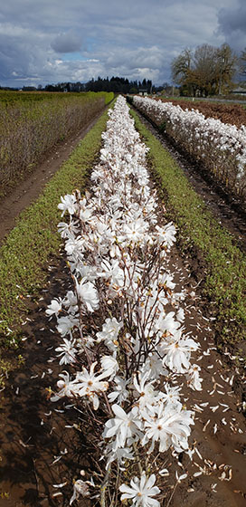 Magnolia, Royal Star magnolia is a low-maintenane hedge