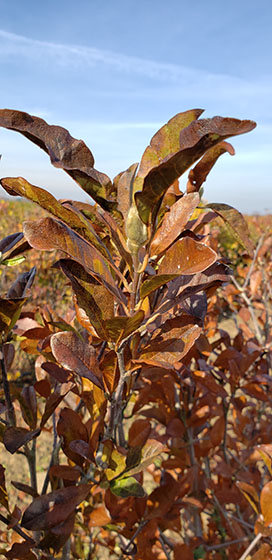 Magnolia Stellata Royal Star hedge shedding leaves for winters