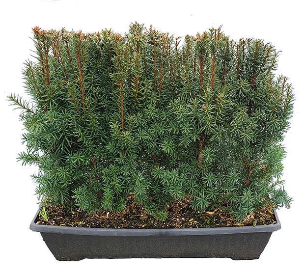 Taxus Hicksii Hicks Yew MiniHedge white background 2