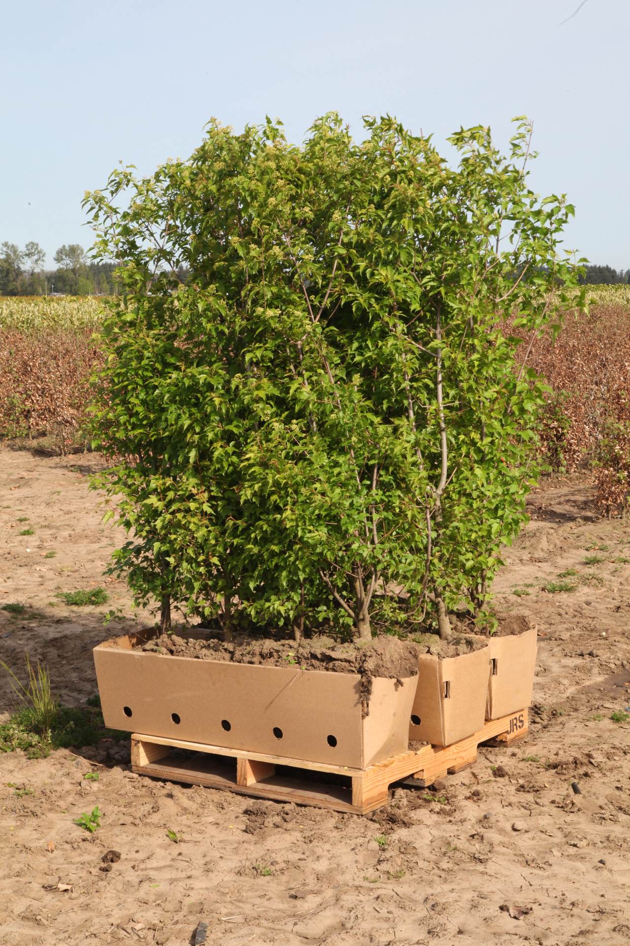 Cornelian Cherry Dogwood Cornus Mas for sale