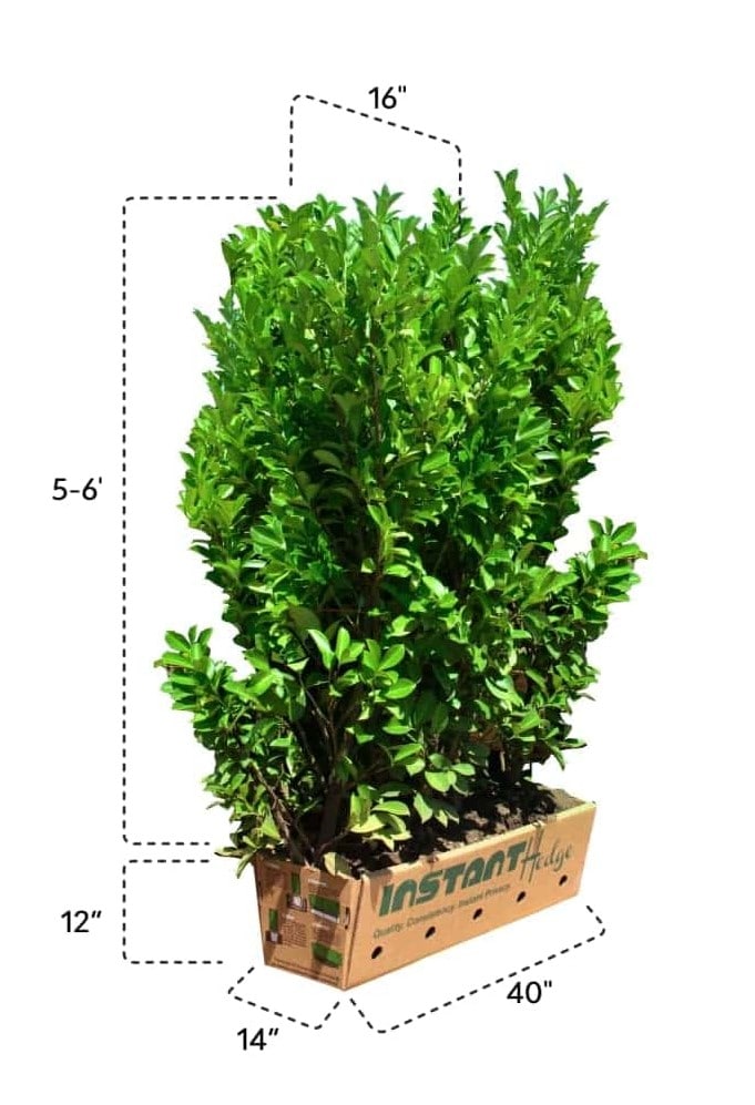 1-615284-Fagus-sylvatica-staging-harvested-(2)-three-hedge-units-pallet-biodegradable-cardboard-ready-to-ship