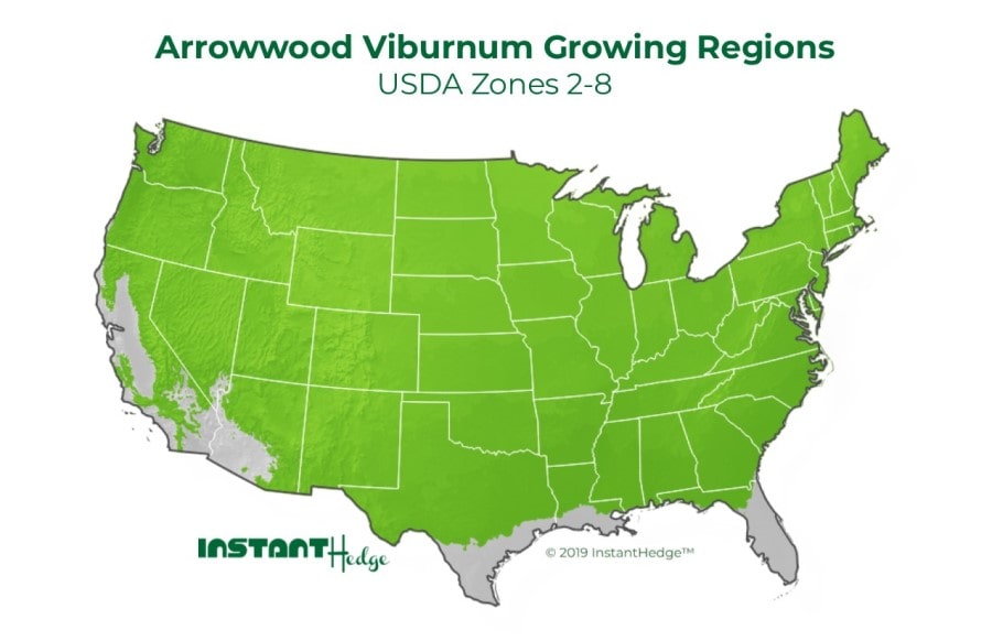 Arrowwood Viburnum: The growing region of Viburnum Dentatum is zone 2-8. 