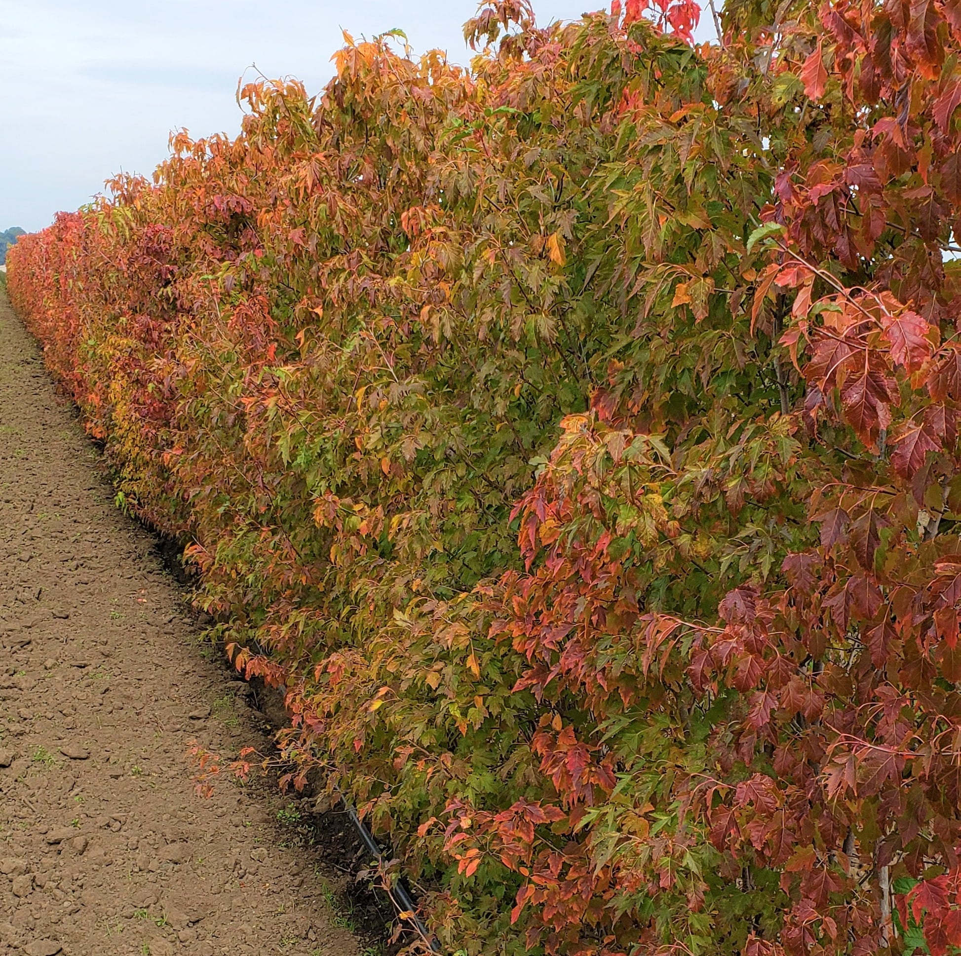 acer ginnala 'flame