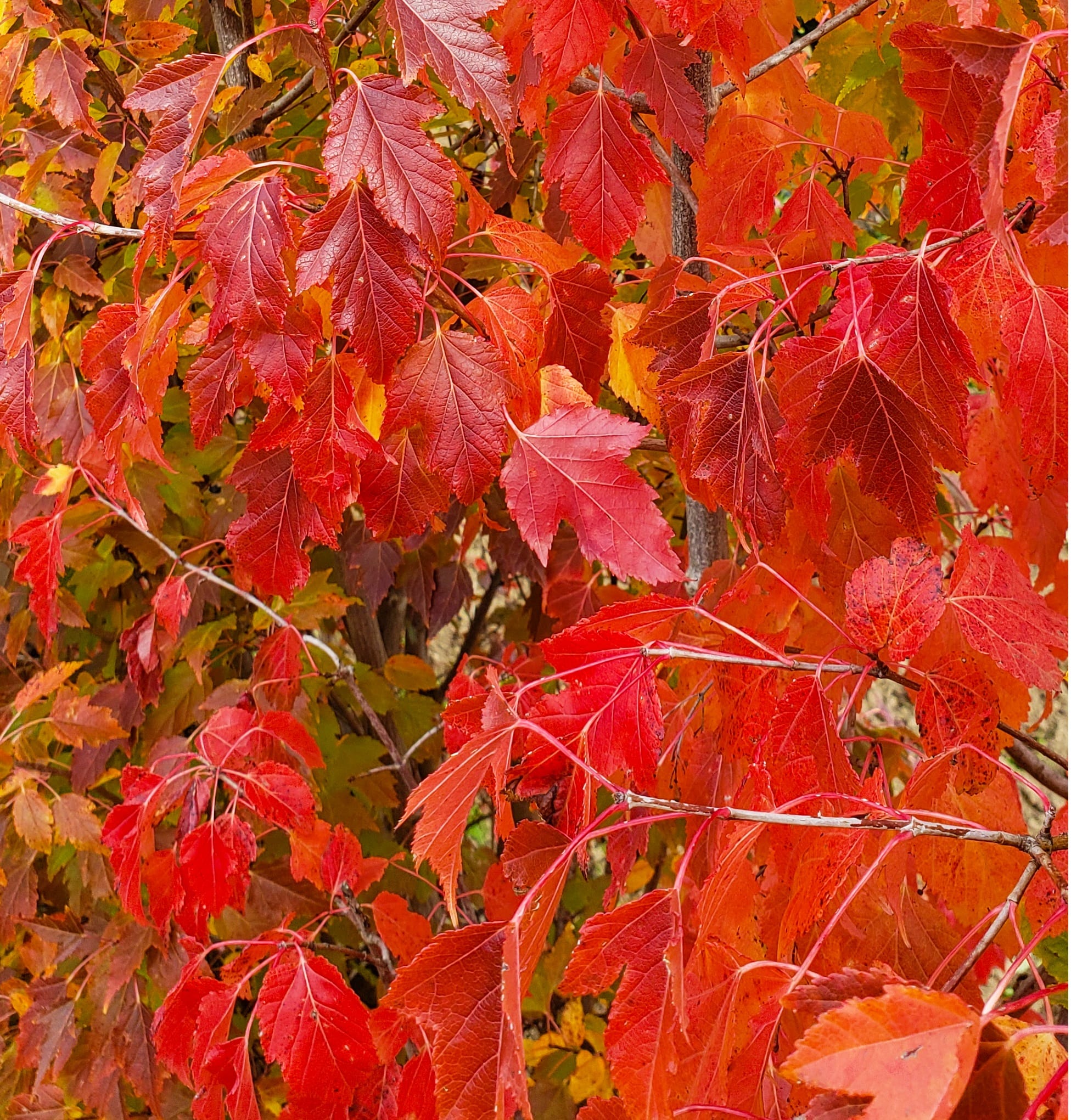 Gold Maple Leaf T-shirt Fall Leaves Acer Tree Orange Autumn -  Israel