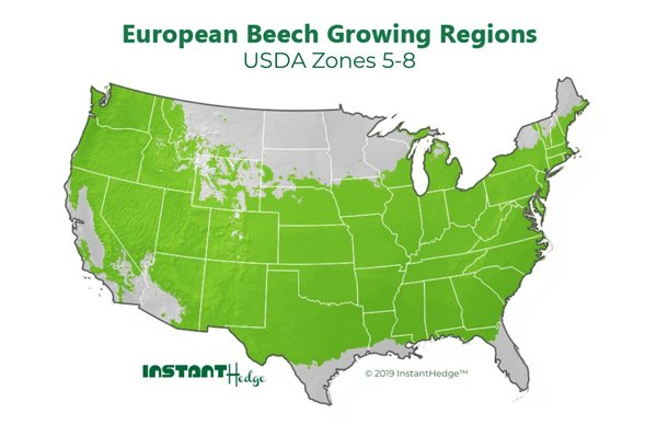 European Beech growing region